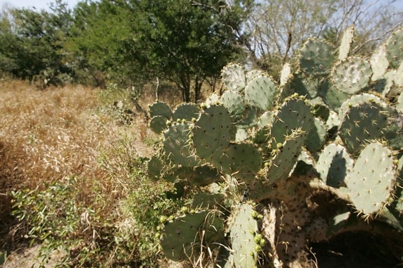 cactus, sabana, desierto