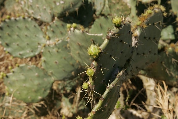 kaktus, tilflukt