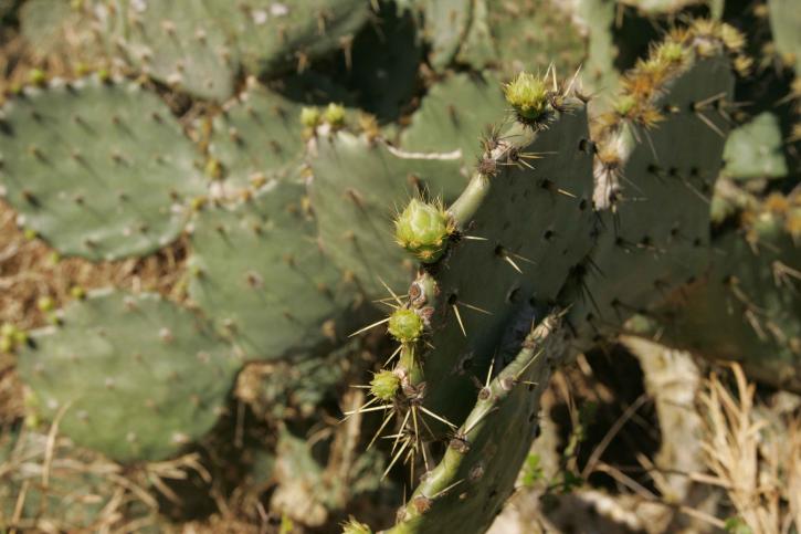 Kaktus, schronienie