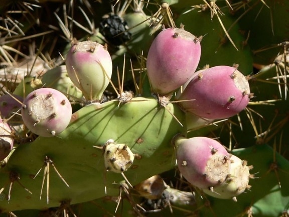 cactus, frutas