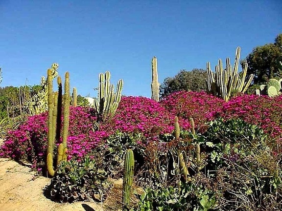 cactus, fleurs, désert, jardin