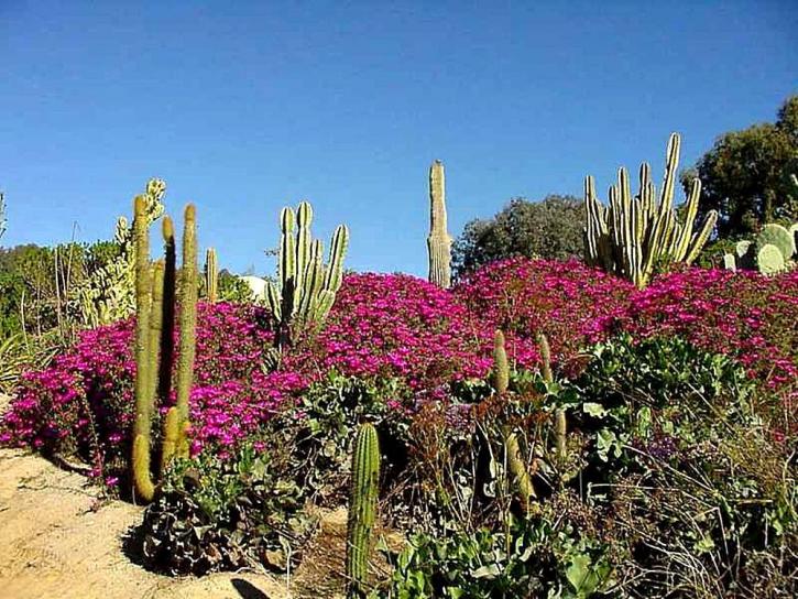 kaktus, blommor, öknen, trädgård