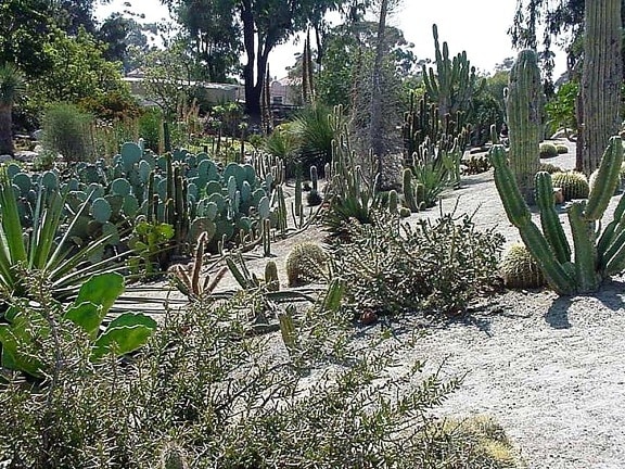 cactus, jardin, Balboa, parc