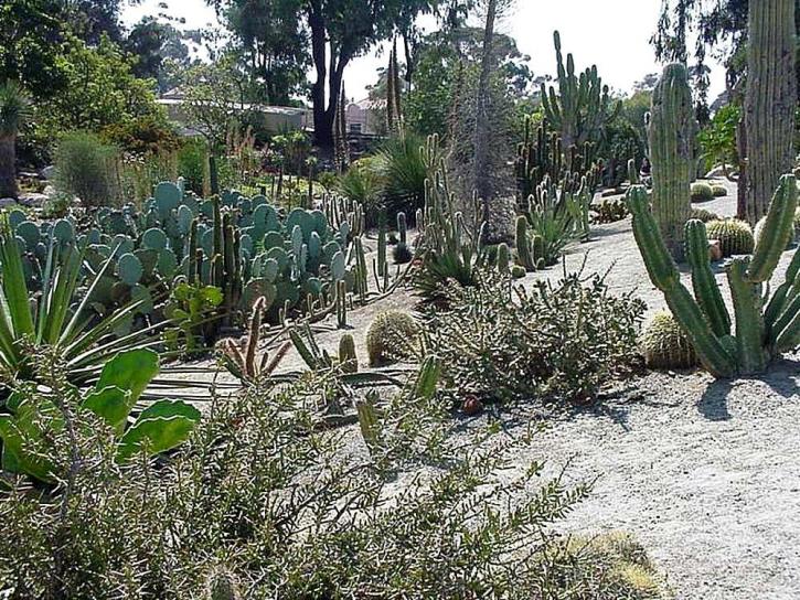 cactusi, Parcul Grădina, Balboa,