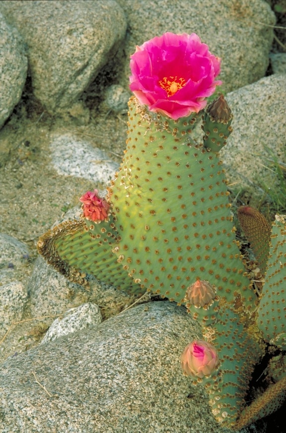 cactus, growing, rocks, buds