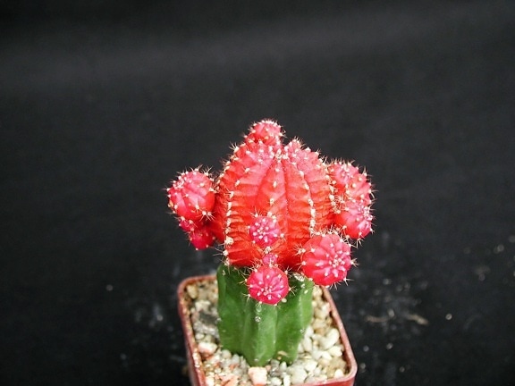 cactus rosa, flor roja, espinas