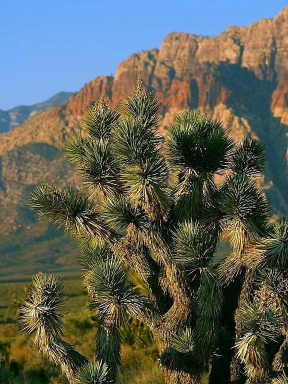 cactus, park, Vegas