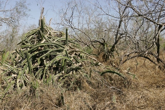 Cactus, savanne