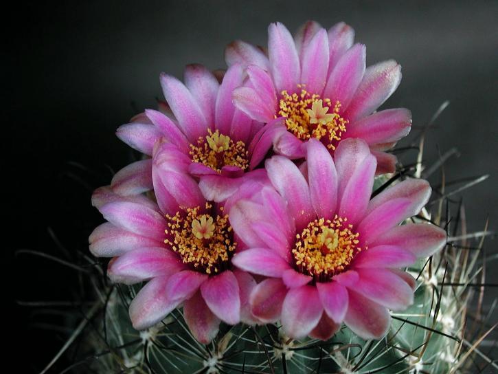 kaktus, nektar, blommande