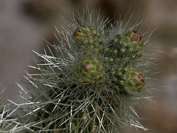 kaktus, jehly, Anza Borrego, poušť