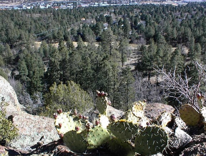 Cactus, kukkula