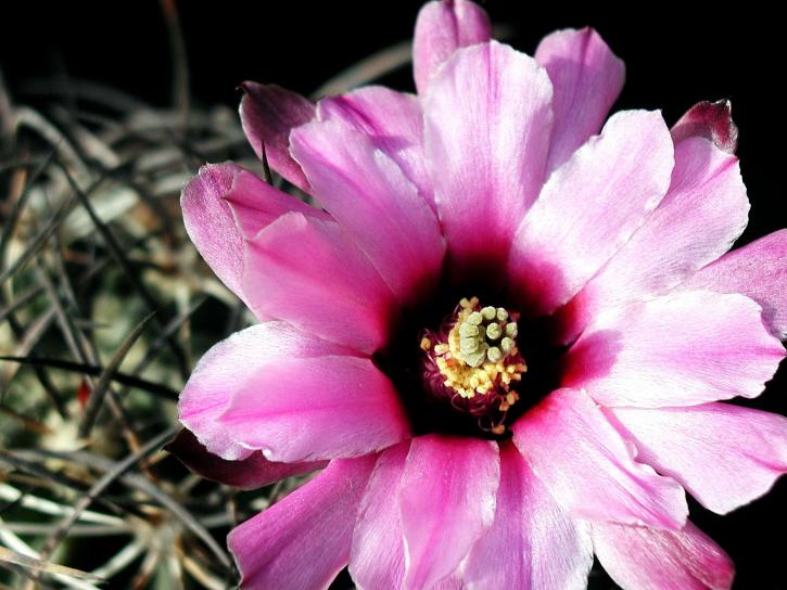 Kaktus, lähellä, terälehdet, vaaleanpunainen kukka kukassa