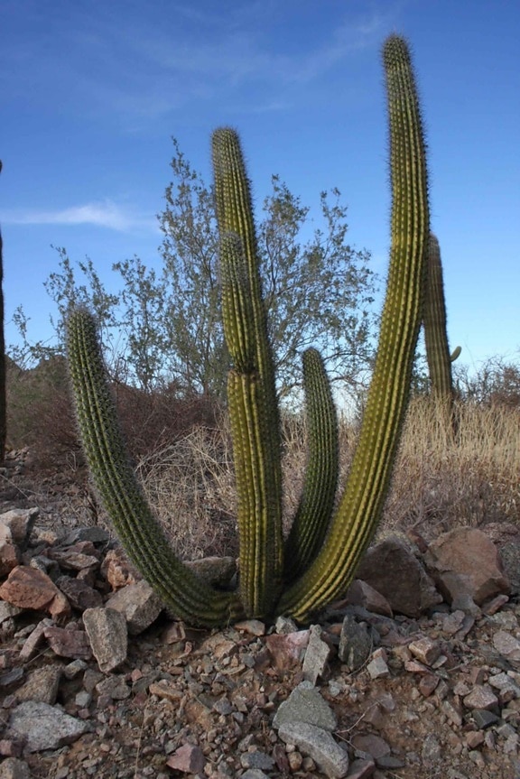 kaktus, cabeza prieta, púšť, útočisko