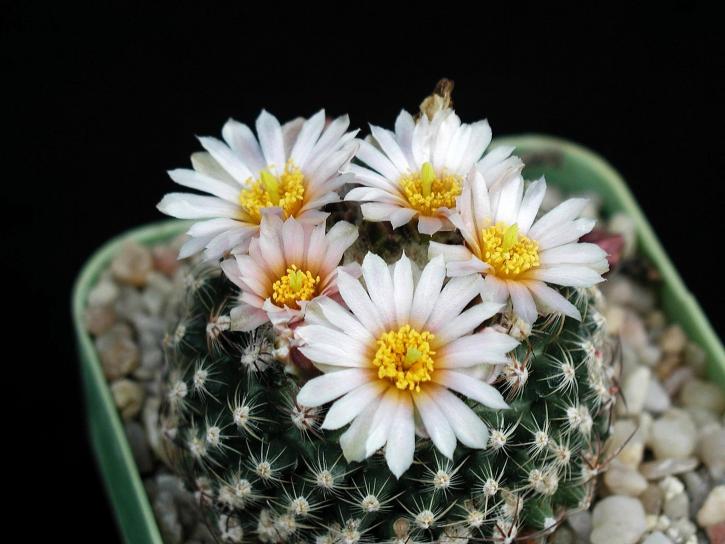 cactus, image, fleur jaune nectar, pétales de fleurs blanches