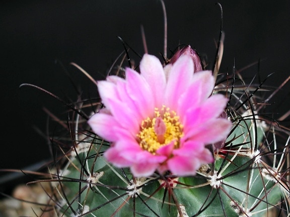 kaktus, ružový, červený kvet