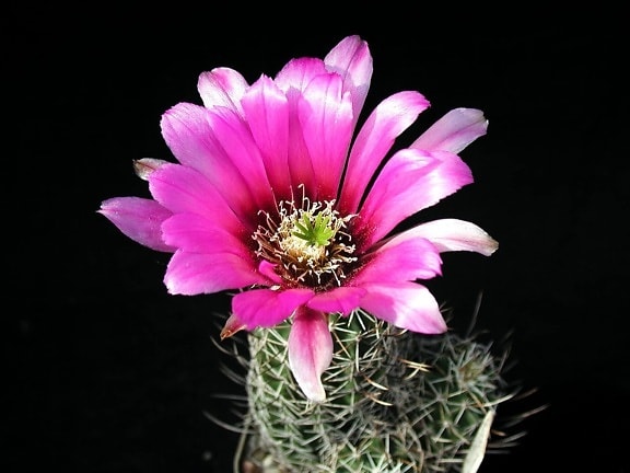 cactus, planta, petailed