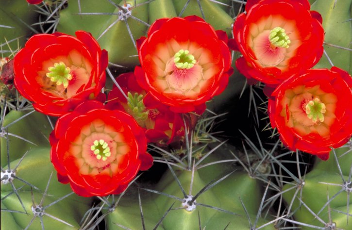kaktus, červené květy, červené květy, zblízka, trny