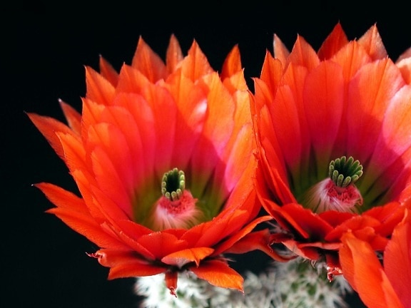 kaktus, crveni, latice