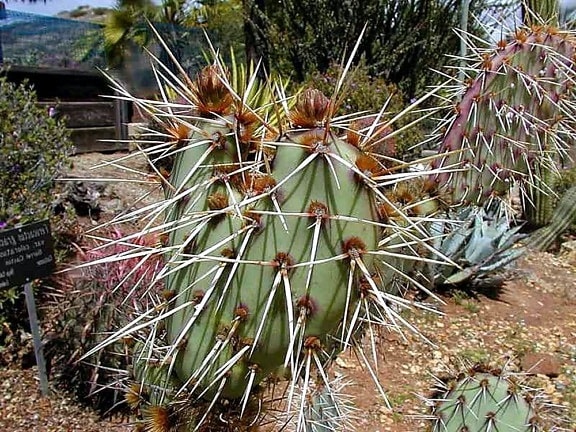 cactus, épines, épines, cactus