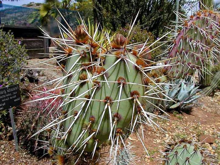 kaktus, ostny, trny kaktusů