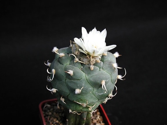 kaktus, početak cvatnje
