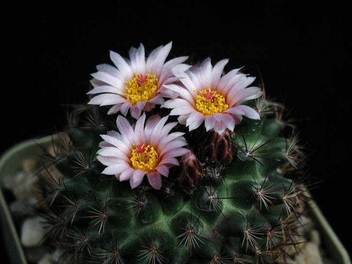 cactus, thorns, flowering