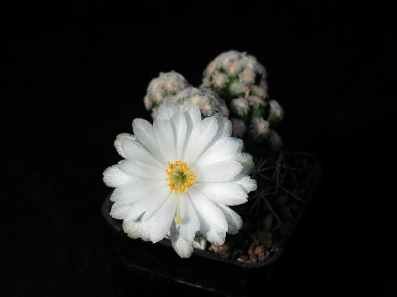 Kaktus, weiße Blüten