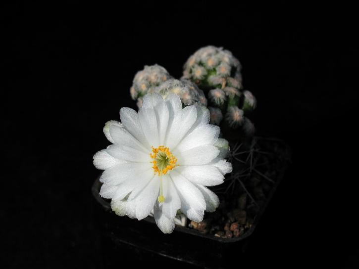 Kaktus, valkoisia kukkia