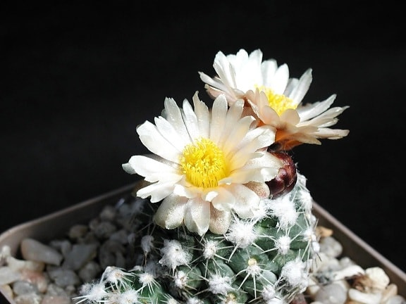 Cactus, witte, licht, gele bloem