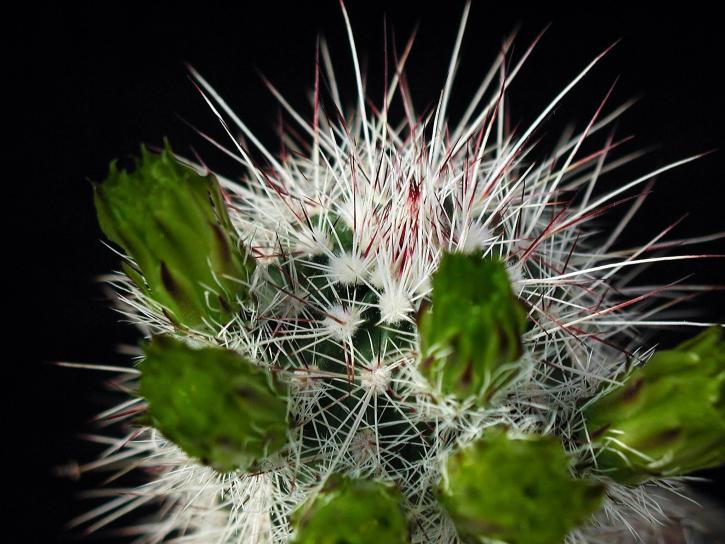cactus, big, thorns