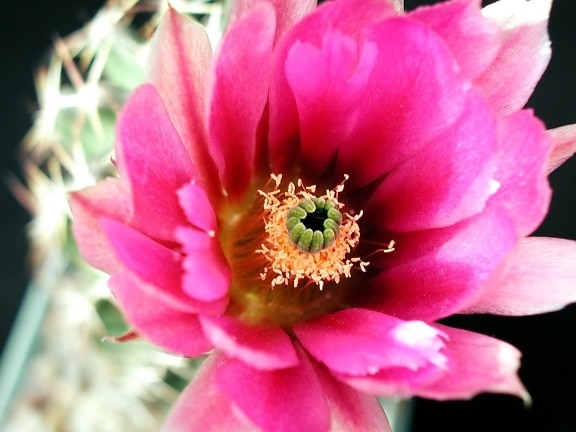 cactus, nectar