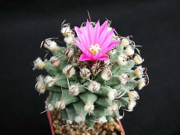 Cactus, kwiat