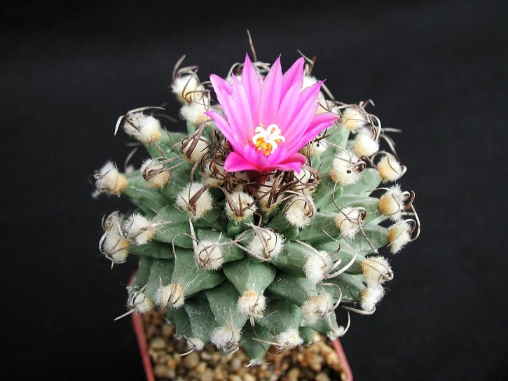 cactus, une, fleur