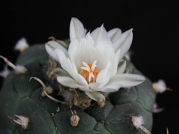 kaktus, en, vit blomma