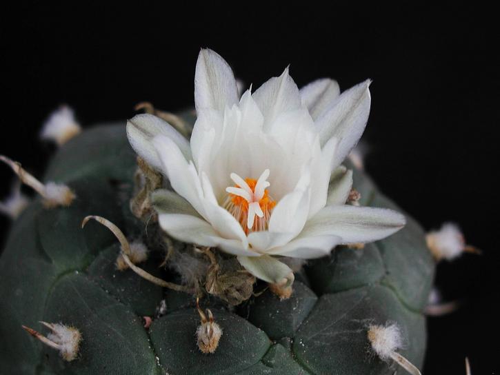 kaktus, jeden, bílý květ