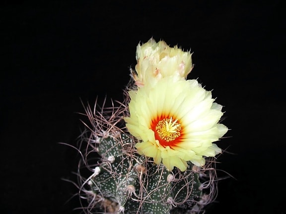 cactus, yelloow, fleurs