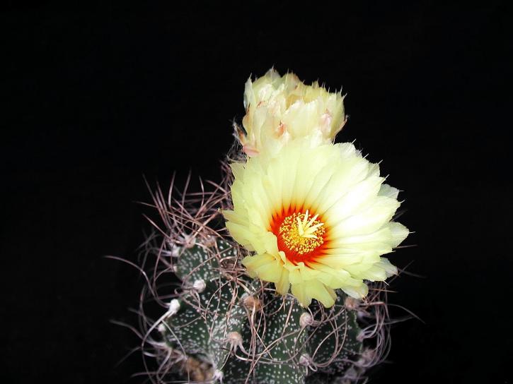 Cactus, yelloow, flori