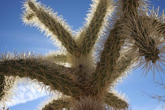 up-blízko, kaktus tŕne