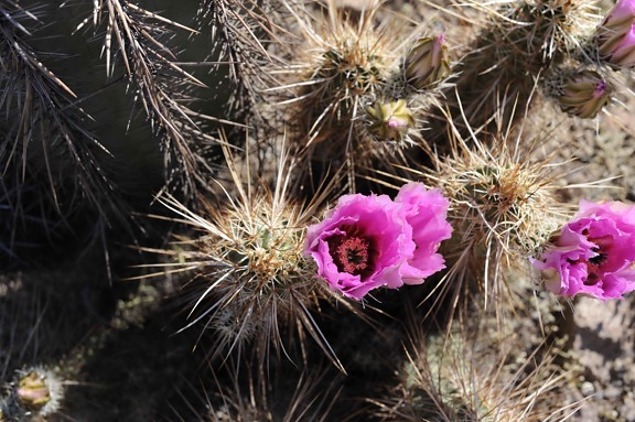 up-close, flowering, barrel, cactus, thorns