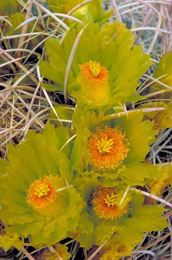 up-close, delicate, green, blossoms, cactus, spines