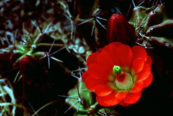 echinocereus triglochidiatus, claret, Cupa, cactus