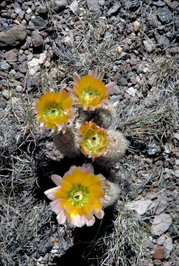 cactus, ongenkoukku, microcarpa, mammilaria, kasvi