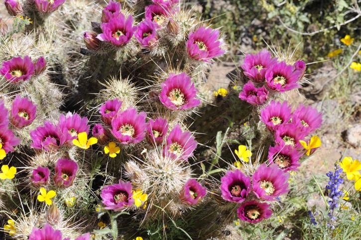 flowering, barrel, cacti, wildflowers, desert