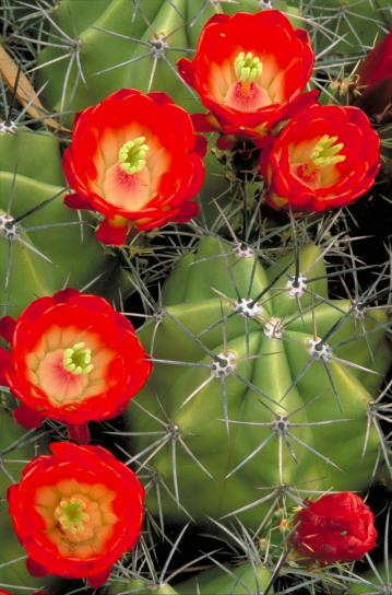 blommor, claret, kopp, cactus