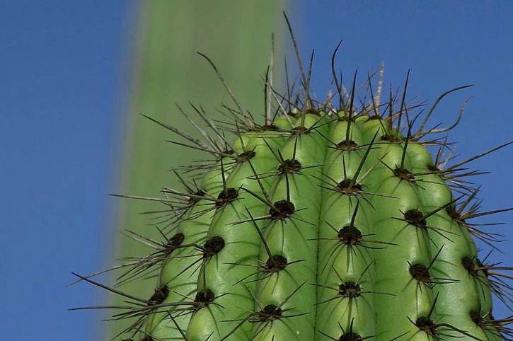 vert, cactus, épines