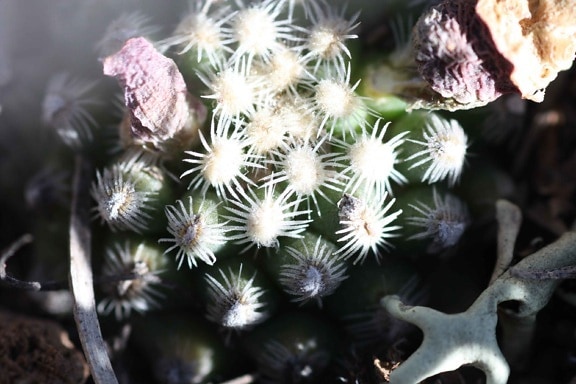 Knowlton, Kaktus, Pflanze, Blume, Pediocactus, knowltonii