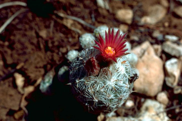 pincushion, cactus