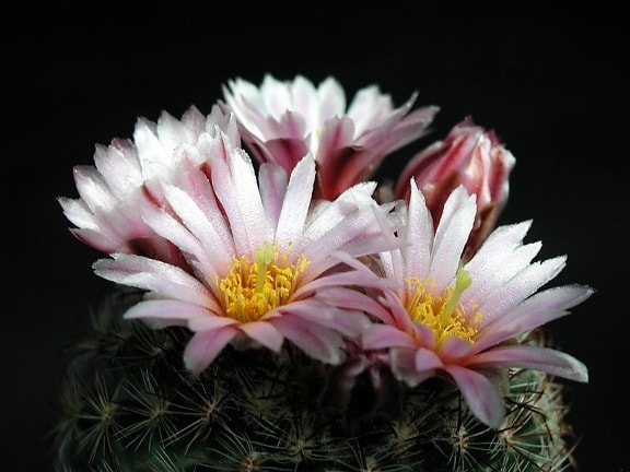 roz deschis, cactus, flori