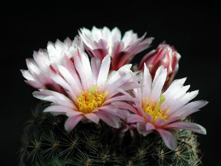 rosa claro, cactus, flor