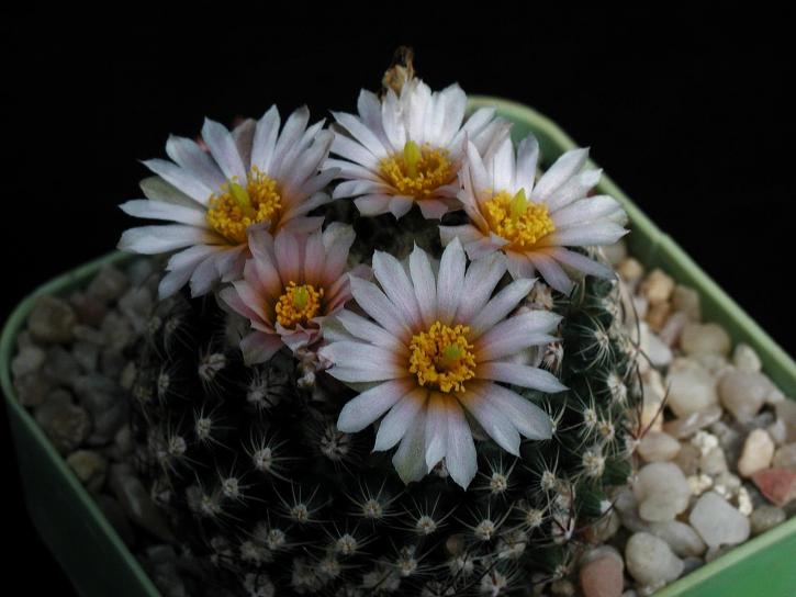 belle, fleurs, cactus